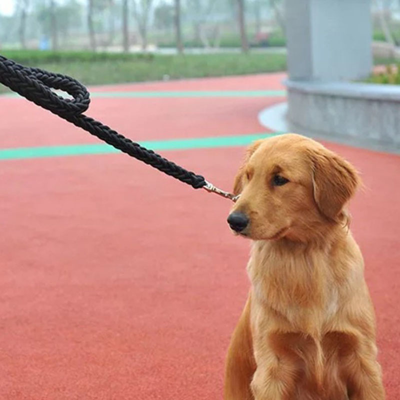 Pet Eight Strand Braided Durable Walking Leash