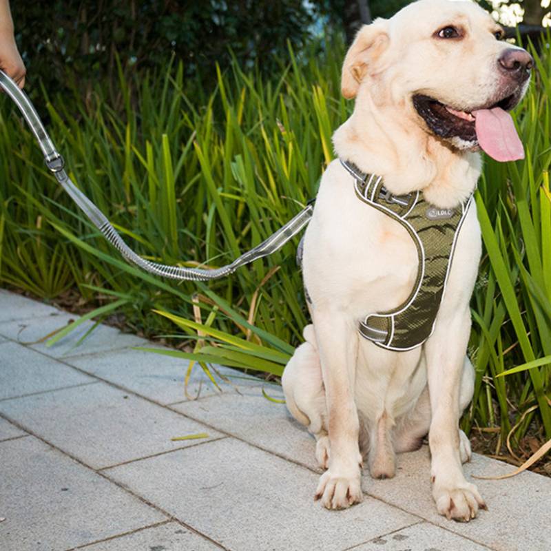 Pet Fluorescent Explosion Proof Elastic Retractable Leash