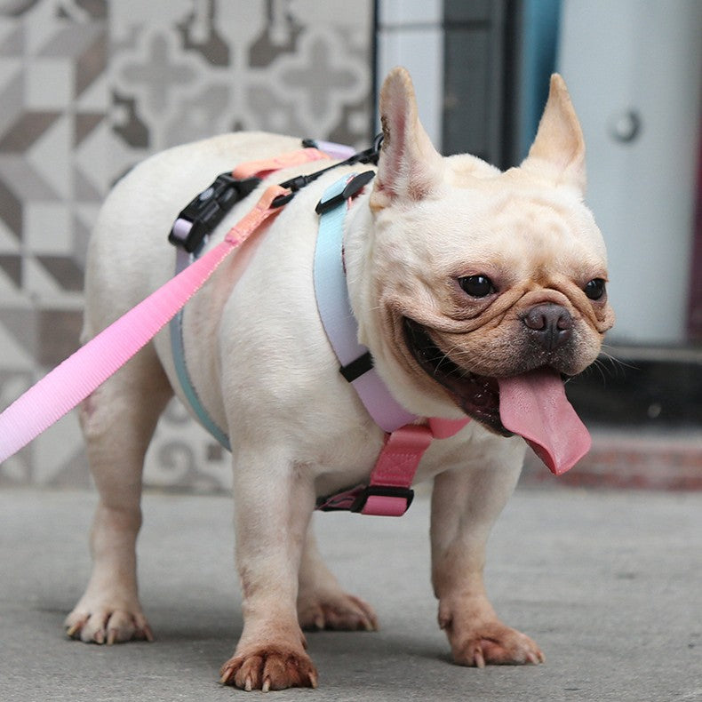 Pet Gradient Color Adjustable Chest Strap Harness