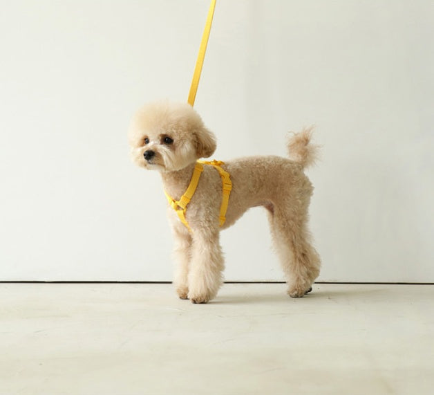 Pet Macaron Style Adjustable Fashion Walking Leash